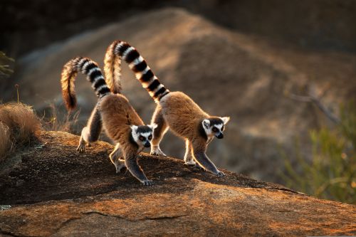 Madagascar