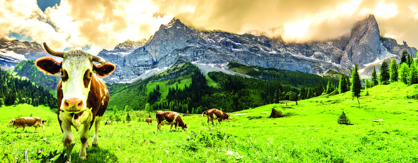 vache